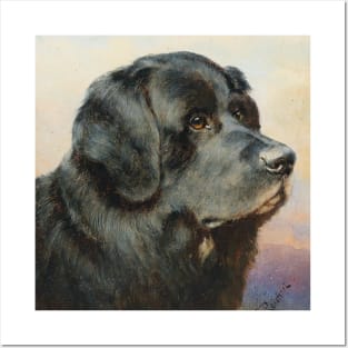 A Newfoundland Dog by Carl Reichert Posters and Art